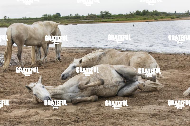 Camargue horses 145