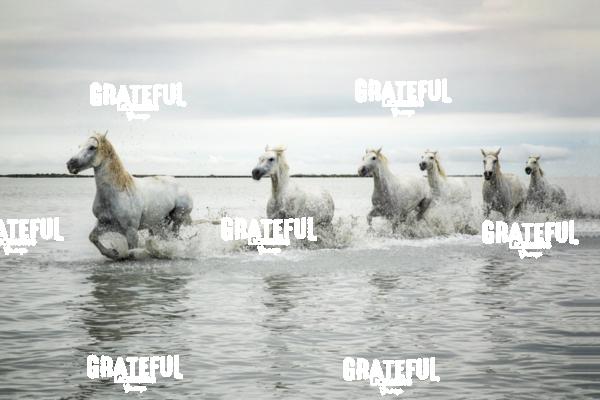 Camargue horses 155