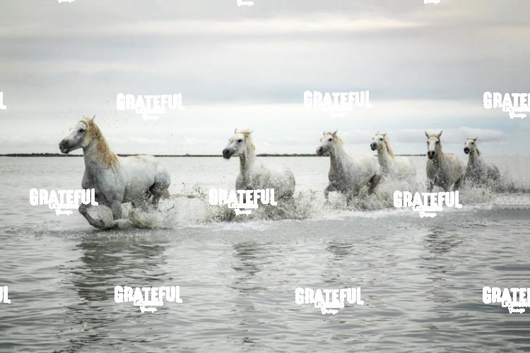 Camargue horses 155