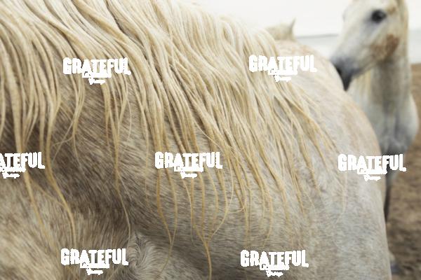 Camargue horses 154