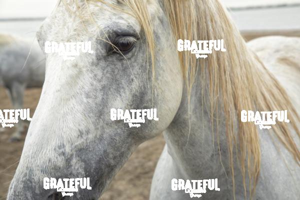 Camargue horses 156