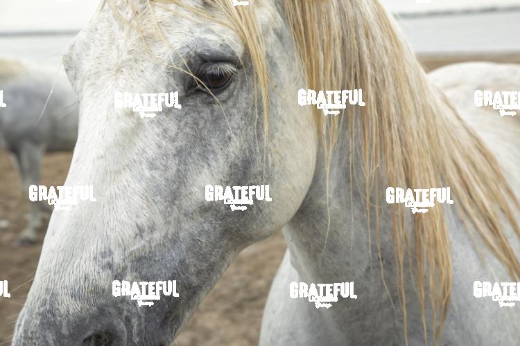 Camargue horses 156