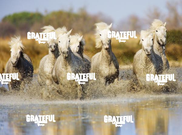 Camargue horses 01