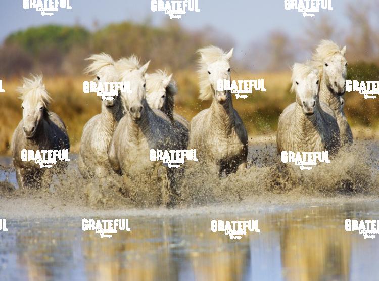 Camargue horses 01