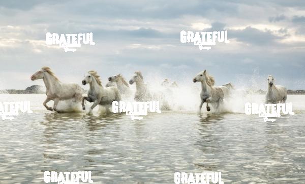 Camargue horses 157