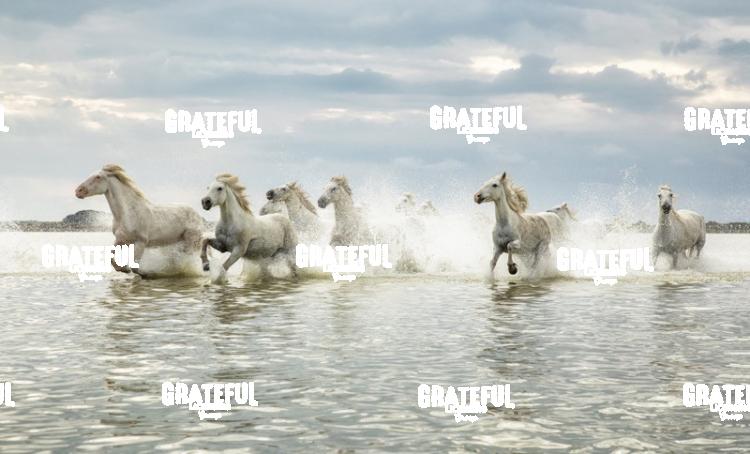 Camargue horses 157
