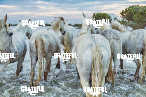 Camargue horses 159