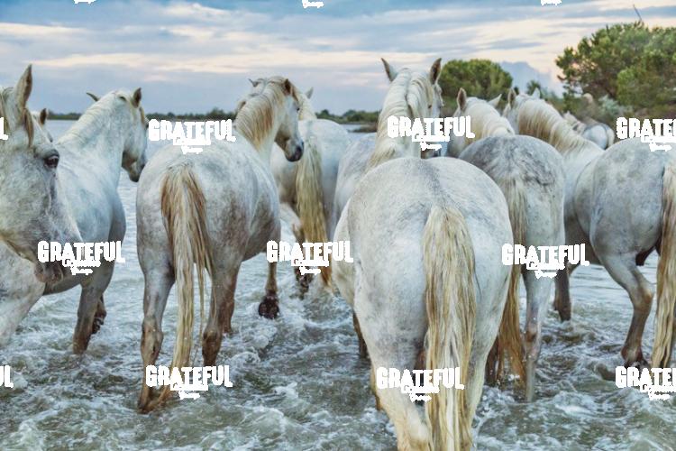 Camargue horses 159