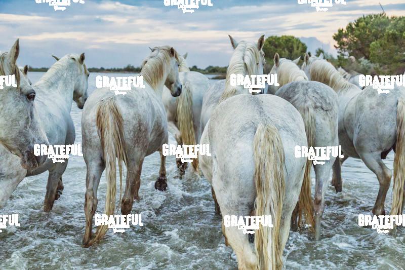 Camargue horses 159