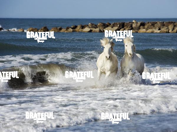 Camargue horses 33