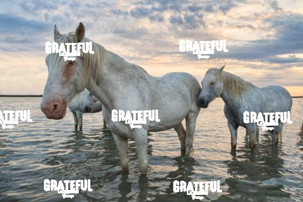 Camargue horses 158
