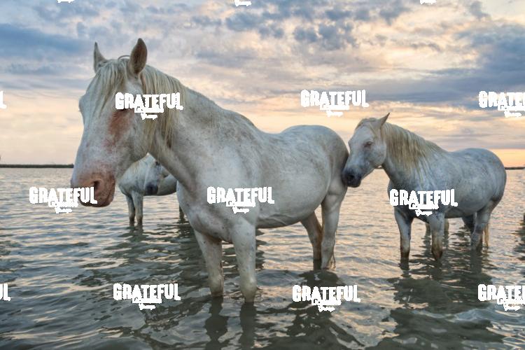 Camargue horses 158