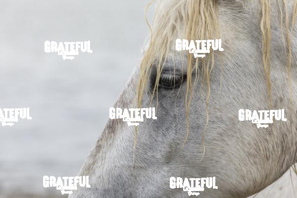 Camargue horses 148