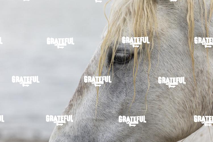 Camargue horses 148