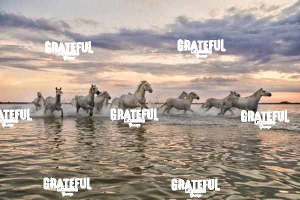 Camargue horses 161