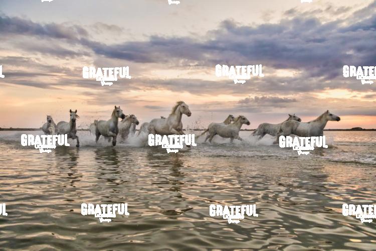 Camargue horses 161