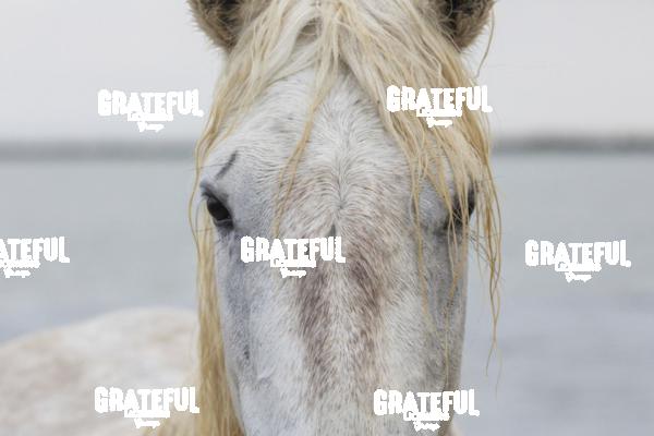 Camargue horses 149