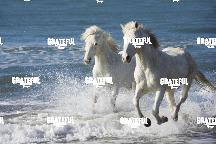 Camargue Horses 34