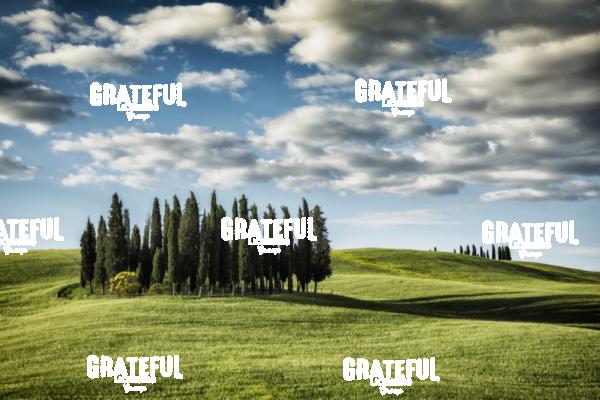 Cypress Grove in Val Dorcia Tuscany 2