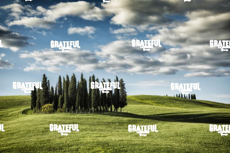 Cypress Grove in Val Dorcia Tuscany 2