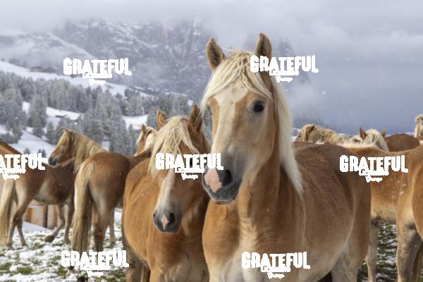 Horses in the snow in the Seiser Alm, Dolomites