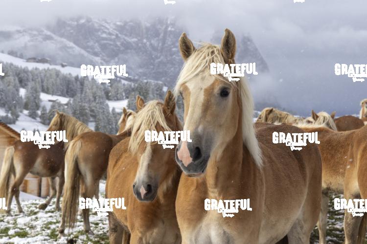 Horses in the snow in the Seiser Alm, Dolomites
