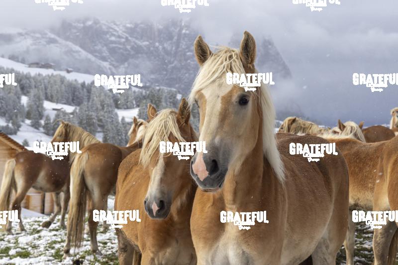 Horses in the snow in the Seiser Alm, Dolomites