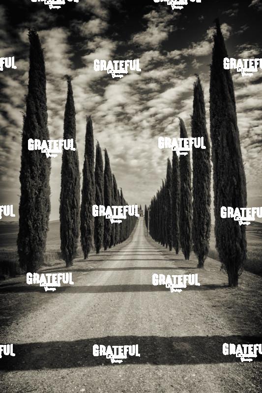 Cypress trees in Tuscany