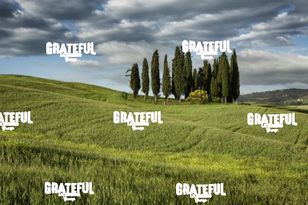 Cypress grove in val dorcia Tuscany 4