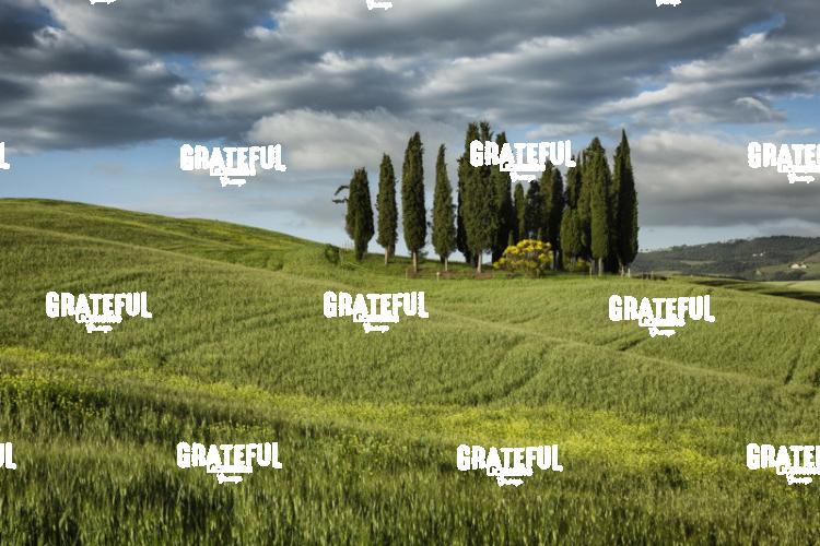 Cypress grove in val dorcia Tuscany 4
