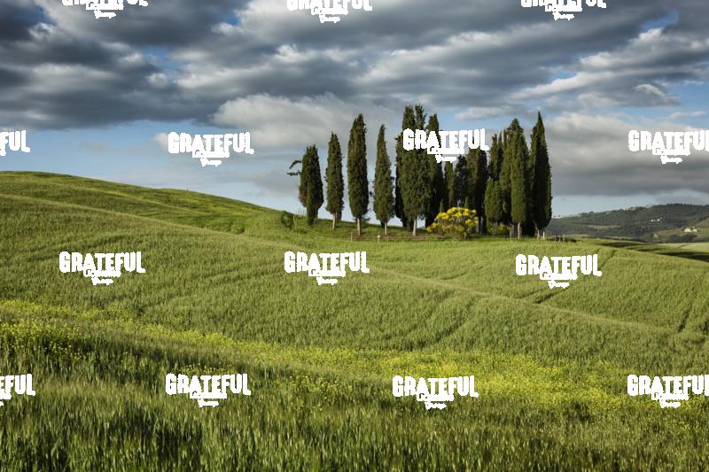 Cypress grove in val dorcia Tuscany 4