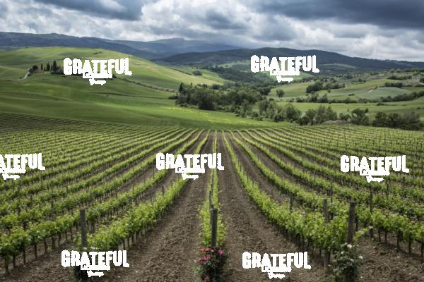 Tuscany Vineyard 2