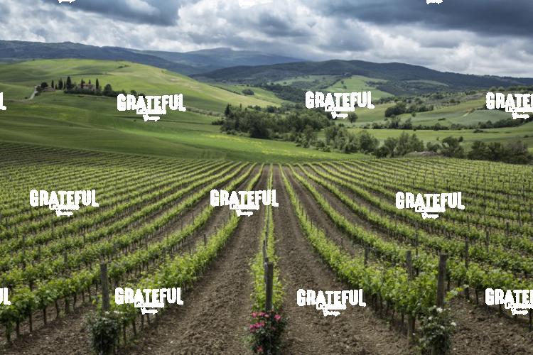 Tuscany Vineyard 2