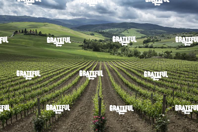 Tuscany Vineyard 2