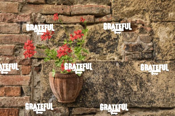 Tuscany Flowers