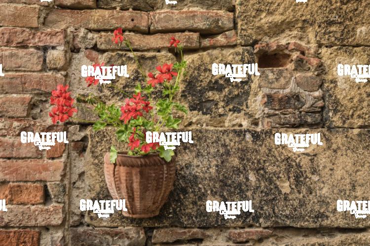 Tuscany Flowers