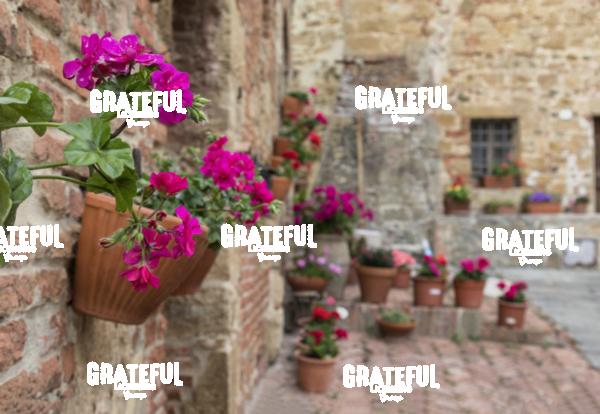 Stunning flowers in Monticello Tuscany