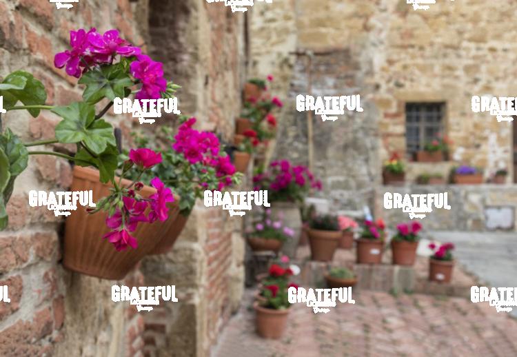Stunning flowers in Monticello Tuscany