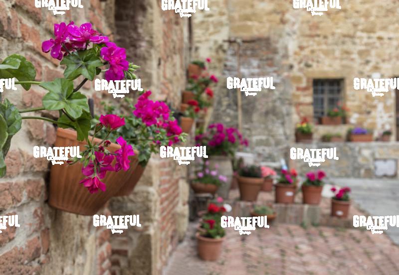 Stunning flowers in Monticello Tuscany