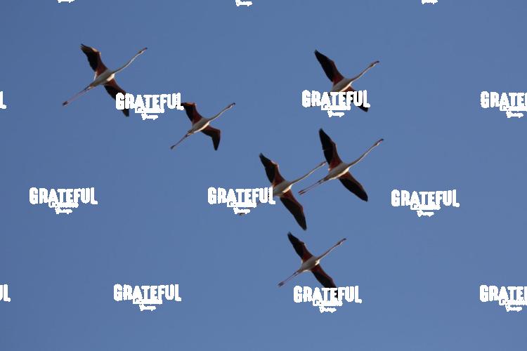 Flamingo in France 2