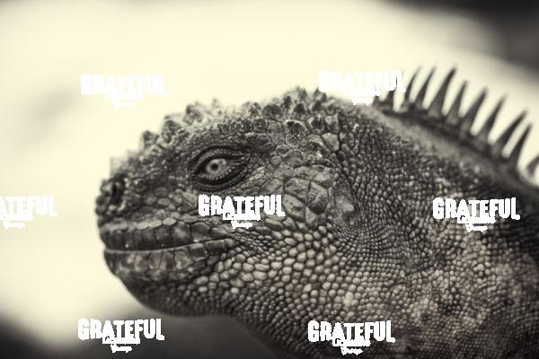 Galapagos Marine Iguana