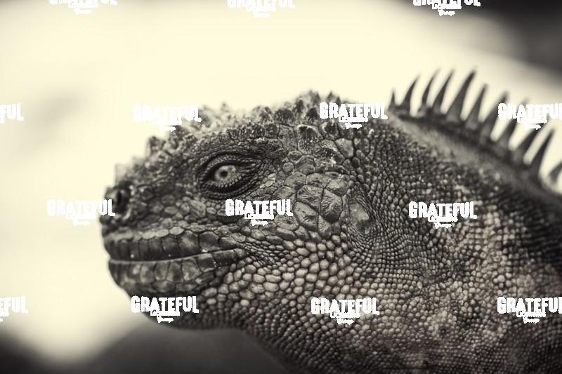 Galapagos Marine Iguana