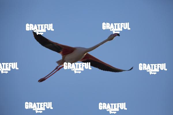 Flamingo in France
