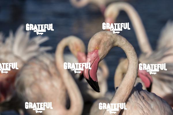 Flamingos in France 9