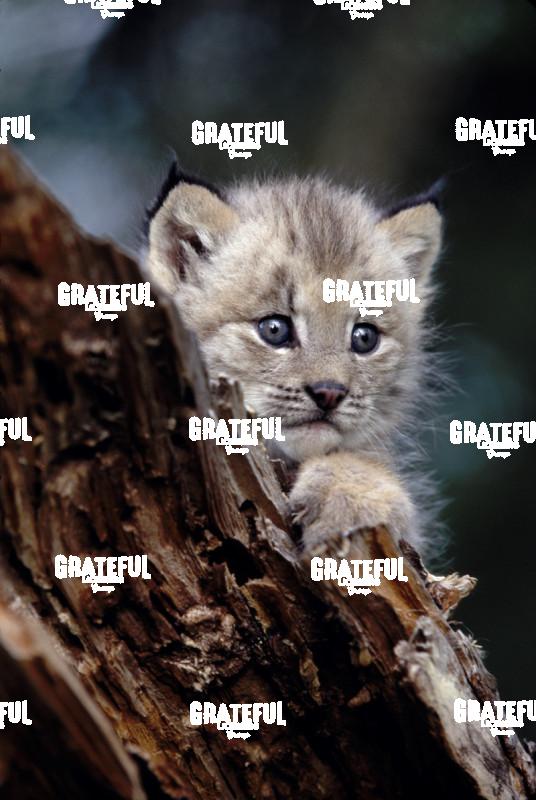 baby lynx