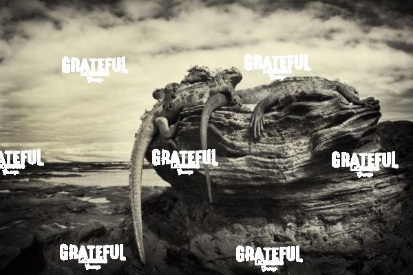 Galapagos marine iguanas 3