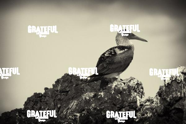 Galapagos blue footed booby