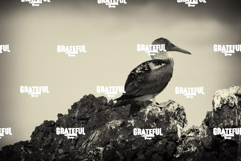 Galapagos blue footed booby