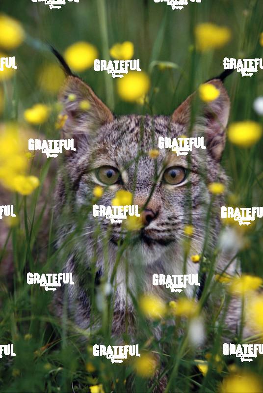 lynx in colorful flowers