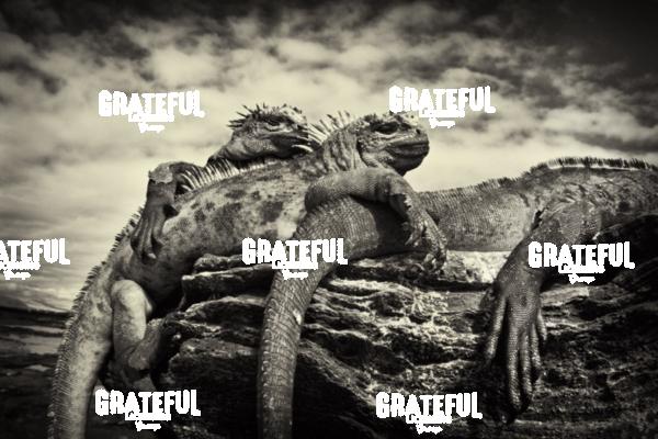 Galapagos marine iguanas 2